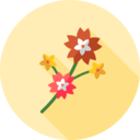 nature,plant,cherry,spring,floral,blossom,bloom,cherry blossom ok 